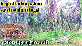 panen sawit tinggi 16 meter sampai kesusahan yg panen