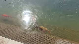 Fish at Golden Temple Sarovar, Amritswar #goldentemple, #waheguru, #amritsar, #khalsa, #gurbani