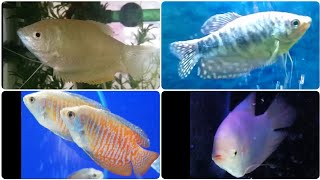 Most common Gourami types  - popular freshwater Gourami fish species