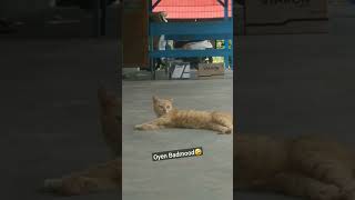 TINGKAH LUCU OYEN KALAU LAGI TIDUR😂