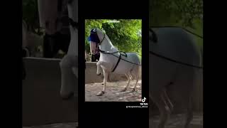 Horse Gallop Dance #stable #shorts #horsetraining #horsedance #horsepower #horse #pakistanihorse