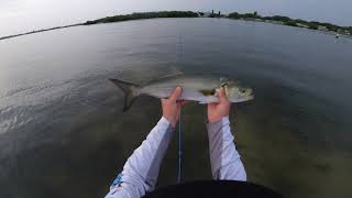 Top Water Quickies: Small trout and a blue fish in Sarasota Bay