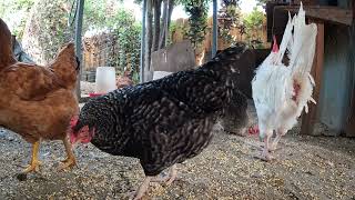 Chickens Hens Roosters Fun Relaxing Video Sounds Noises!