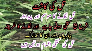 How to grow Sesame farming in pakistan /Till ki kashat /sesame cultivation /Murad Ali Rehmani