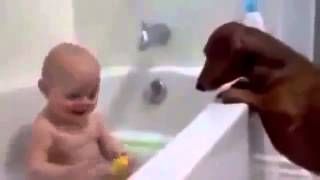 funny videos Funny Dog   YouTube