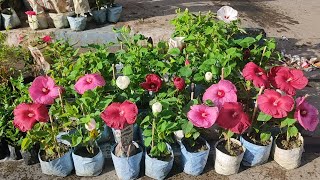 Kolkata Flower Plants Market | Mother India Hibiscus Beli Flower Chandramallika Chinese Togor