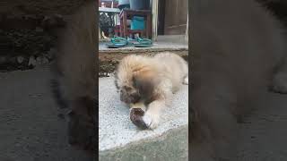 Cute Philippine puppy playing #trending #cuteanimal #highlights #puppy#cuteanimal #viralvideo