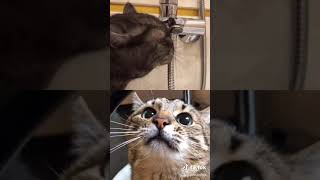 Смешные КОТЫ  Funny CATS Tik Toks / Кот в Тик Ток #степа