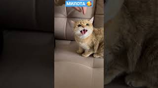 Милота дня