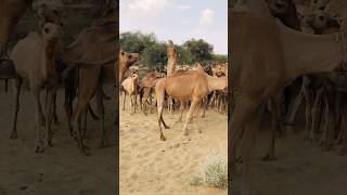 The camel is giving Obasin #shorts  #shortvideo  #youtubeshorts