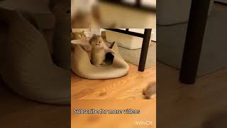 Funny kittens | Cuties #KiddiesHobbiesFunnyKittens