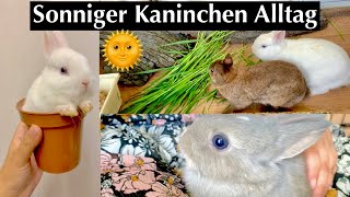 Sommertag mit Kaninchenbabys /Kaninchenbande 🥰