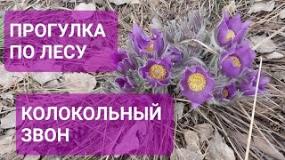 ПРОГУЛКА ПО ЛЕСУ/ ХРАМ ИОАННА ПРЕДТЕЧЕ/ КОЛОКОЛЬНЫЙ ЗВОН/ ГОРОЖАНКА В ДЕРЕВНЕ