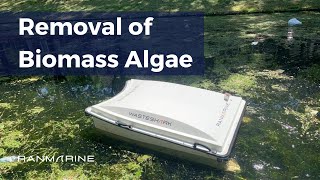 Removal of #Biomass Algae in shallow water canal by the ASV #WasteShark - RanMarine Technology