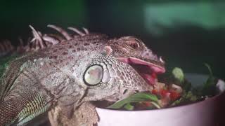 Foster Iguana - Up Close Eating