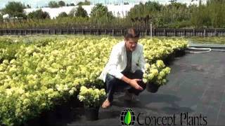 Hydrangea_paniculata_Bombshell_ConceptPlants_Peter_van_Rijssen_Talks.mp4