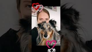 best friends #teddy #jeydi #sheltie #friends #freunde #hund #dog #herz #heart #music #bestfriend