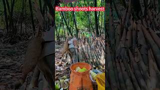 Bamboo shoots to take easy labor-saving small poking step。竹筍採輕鬆省力小撇步！一看即學，一刀一節，香味十足，口感鮮美