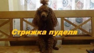 Стрижка пуделя.  Окончание.  Часть 3