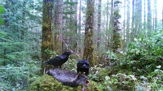 Ravens on a dead beaver, 1 hr 10 min 31sec raw video, surprise visitors at end...