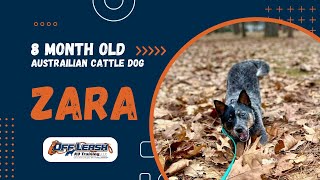 Australian Cattle Dog, 8 m/o, “Zara” | Amazing Australian Cattle Dog Training