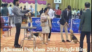 Chennai Dog show 2024|Beagle Ring|KCI|MCC|FCI international Dog show 2024