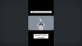 Каждый из нас дышит около 20 000 раз в день или около 8 миллионов раз в год. #дыхание #легкие