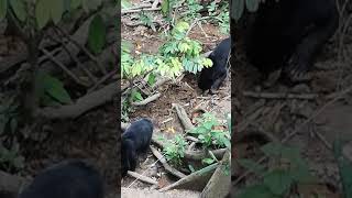 Sun bears of Borneo