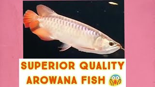 Super red chilli arowana fish|superior quality arowana fish|African AROWANA FISH|