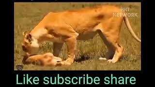 Mother Elephant Was In Time To Rescue Her Newborn Baby DMGChannel9 Like subscribe share