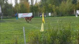 Ring Malinois & Berger Allemand