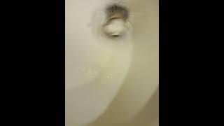 flushing a loaded toilet paper roll at Cumberland gas station