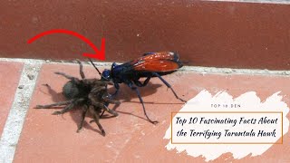 Top 10 Fascinating Facts About the Terrifying Tarantula Hawk