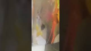 سمكتي بلاكستوماسس كات فيش 😍😍😍😍🐟🐟🐟