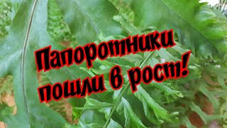 Папоротники пошли в рост!