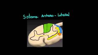 2. Vias da sensibilidade (parte 1)