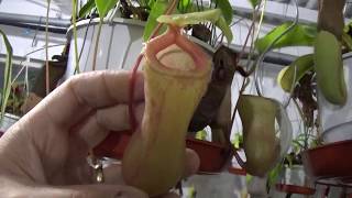 Nepenthes Ultimas joyitas a la venta - Plantas carnívoras No bonsai