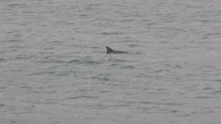 Bottle-nosed Dolphins Hunting for fish