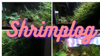 shrimp tank/crs/lottsa moss/ada amazonia #crystalredshrimp #plantedtank