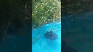 Our new Solar Powered Pool/Pond Fountain in Action