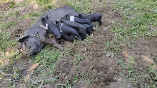 Piglets feeding time || Pig farm in Assam