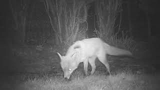 Fox in garden