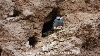 Java Sparrow @ Chiu S C DSCN2746