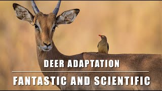 Deers| Deer| Deer Adaptation| Adaptation In Deer #adaptation #deer #deerfield #deers #reindeer