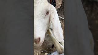 #music #Goat #Animal #Animals #FeedingTime #Snack ￼