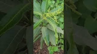 My little Mango plant is flowering second time. But I am afraid of the onset of Monsoon.