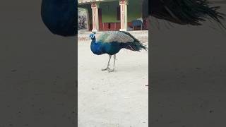 Peacock #peacock #birds #amazing #trending #shortvideo