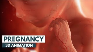 Experience the Miracle of Life: Pregnancy Process in 3D | Educational Video