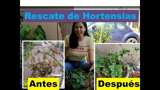 Rescate de Hortensia/ Mantenimiento de hortensia en maceta y clima caluroso