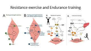 Intracellular changes: Prolonged Exercise, Resistance Exercise & Endurance Training  #Code: 574